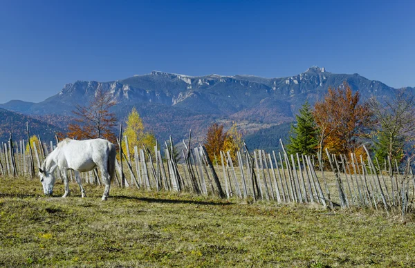 Paard op berg — Stockfoto