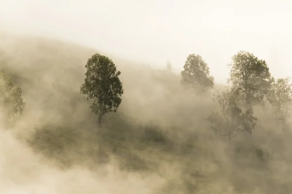 Fa a ködben — Stock Fotó