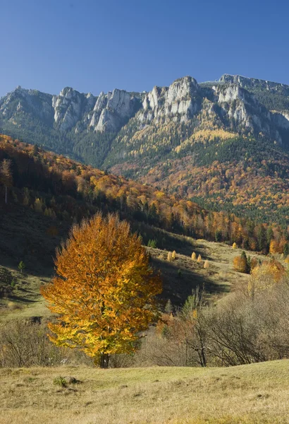 Sonbahar ağacı — Stok fotoğraf