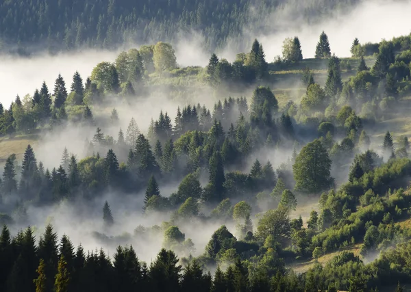 Forêt avec brouillard — Photo