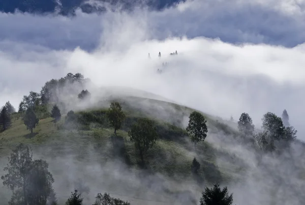 Forêt dans le brouillard — Photo