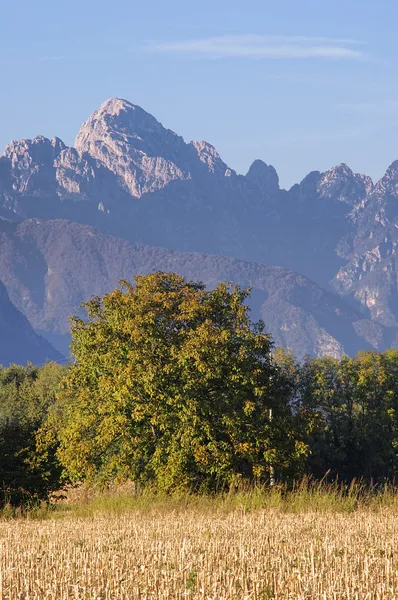 Autumn tree — Stock Photo, Image