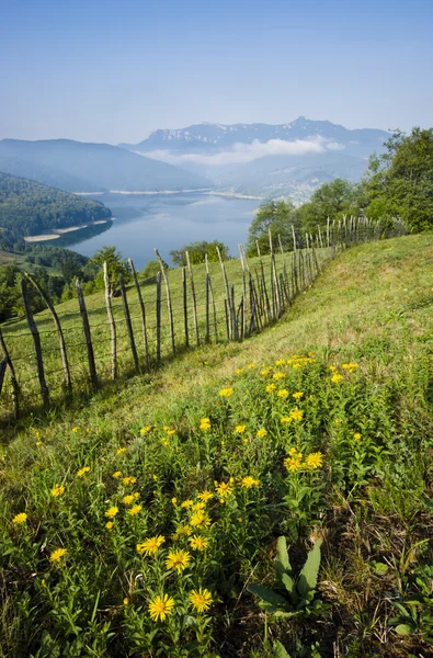 Mountain flowers with lake — Stock Photo, Image