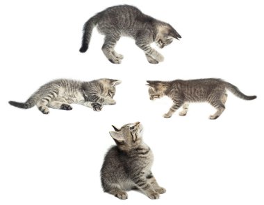 kedi seti