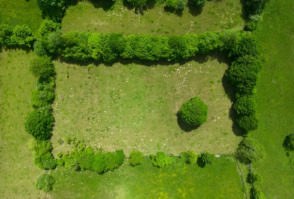 Yeşil ağaçlı kare bahçe. hava görünümü