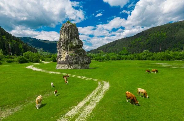 Vacas Pasto Verde Calcário Piatra Teiului Fundo Roménia — Fotografia de Stock