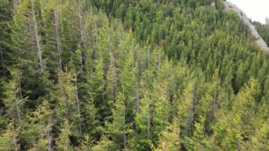 Dağdaki ağaçlarla ormanın üzerinde uçuyor.