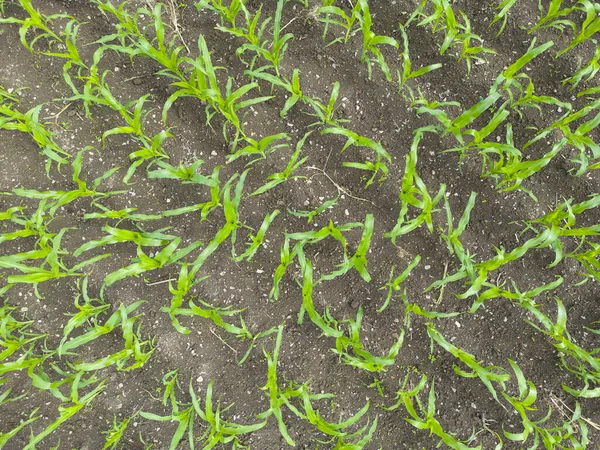 Corn Field Farm Land Aerial View — Stock Photo, Image