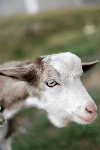 Portrait of a goat — Stock Photo, Image