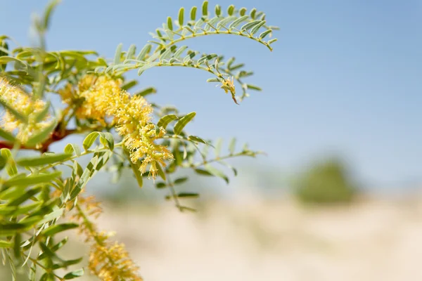 Flower faded into background — Stock Photo, Image