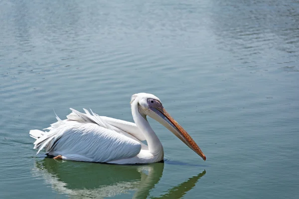 White Pelican — Stock Photo, Image