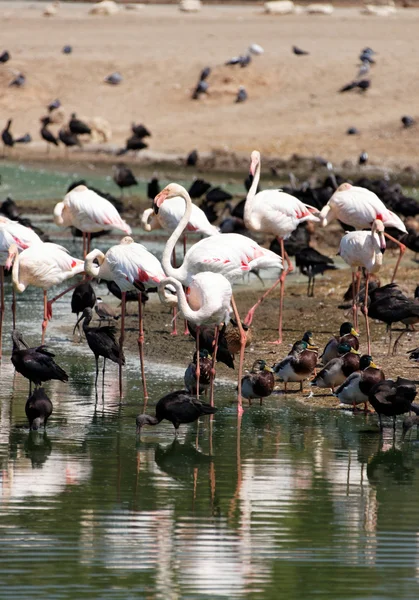 Flamingo — Fotografia de Stock