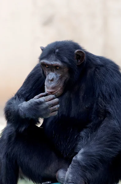 Chimpansee — Stockfoto