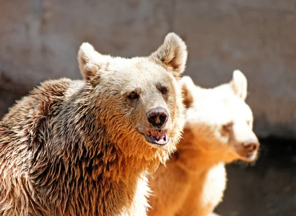 Portrait brown bear — Stock Photo, Image