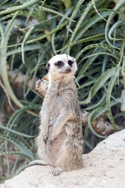 Gopher — Stock Photo, Image