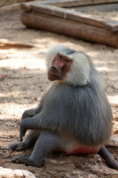 Un babouin qui regarde — Photo