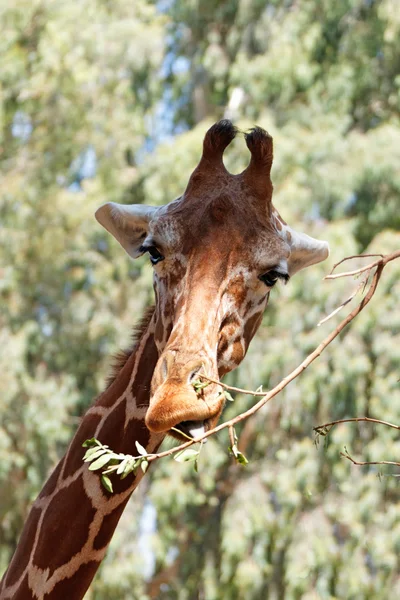 Portrait of a giraffe — Stock Photo, Image