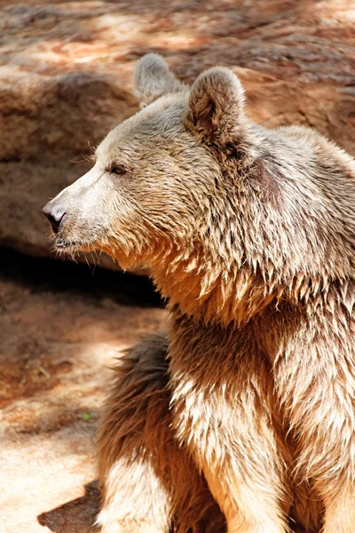 Portrait one brown bear — Stock Photo, Image