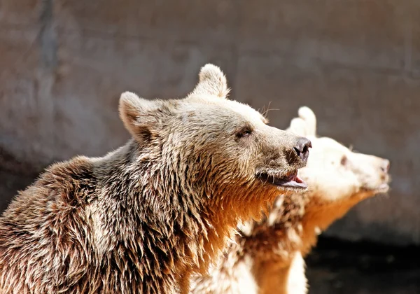 Brown bears — Stock Photo, Image