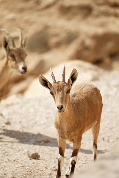 Goat wild — Stock Photo, Image