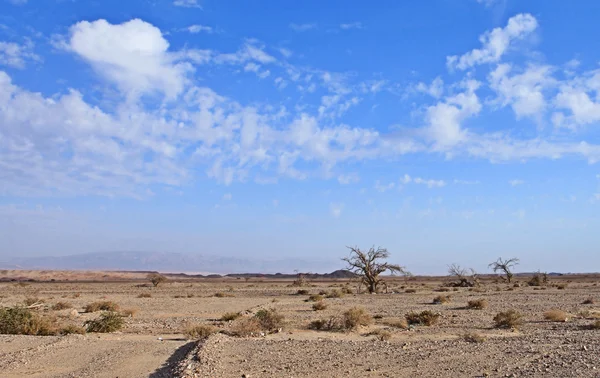 Wüstenlandschaft — Stockfoto