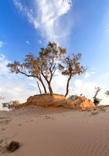 Hitze, die Bäume in der Wüste — Stockfoto