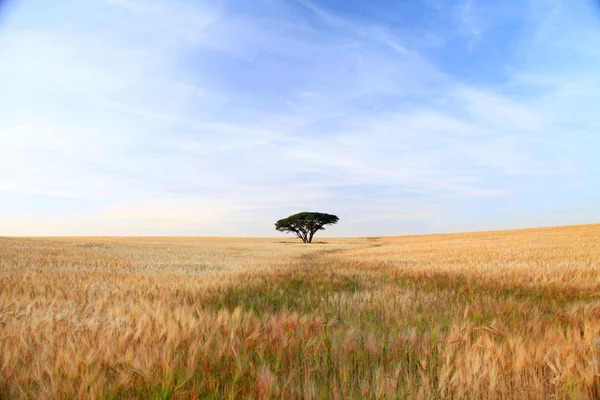 Wheat field and single tree — Stock Photo, Image