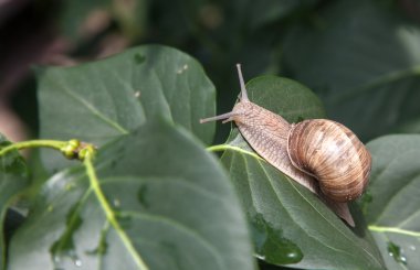 salyangoz basks dal üzerinde yakın