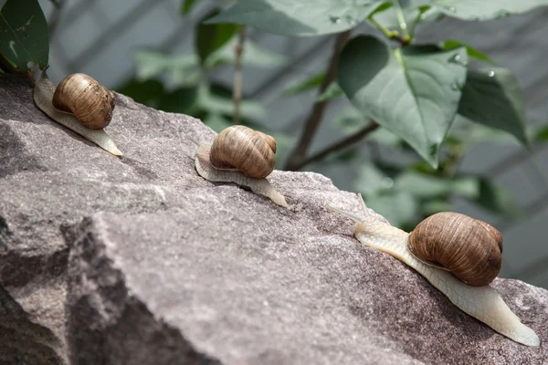 Schnecke kriecht den Stein hinauf — Stockfoto