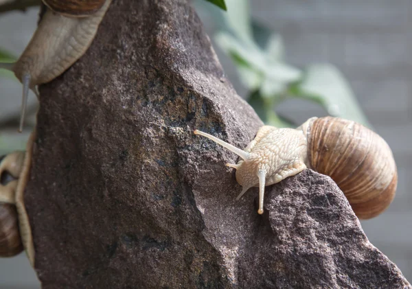 Caracol marrón en una piedra de cerca — Foto de Stock