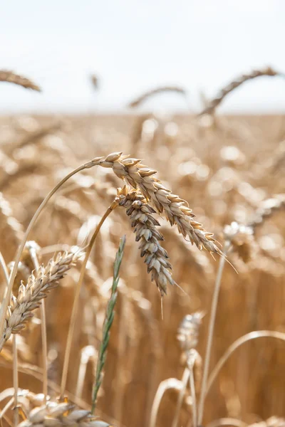 Orelhas de trigo em um contexto de campo — Fotografia de Stock