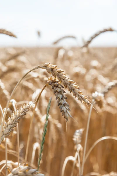 Öronen av vete på en bakgrund av fältet — Stockfoto