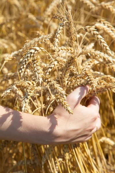 Mão em trigo — Fotografia de Stock