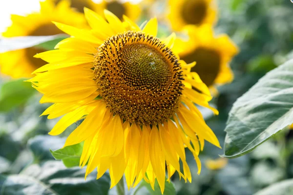 Rostoucí kvetoucí slunečnice — Stock fotografie