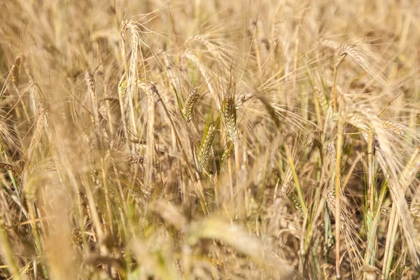 잘 익은 밀 밭 — 스톡 사진