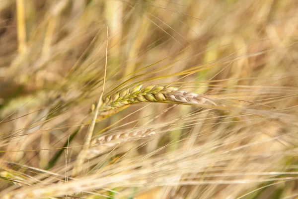 Close-up of ripe wheat — Stock Photo, Image