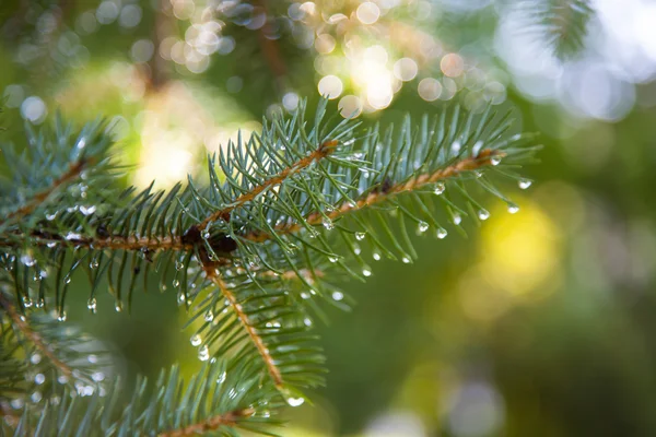 Pine branch with dew drops — Stock Photo, Image