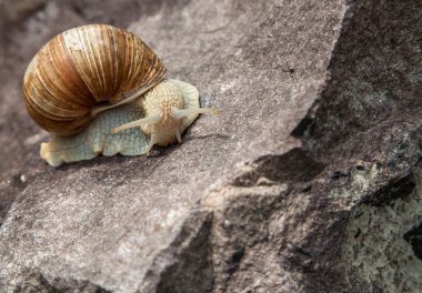 doğada yalnız salyangoz yakın çekim