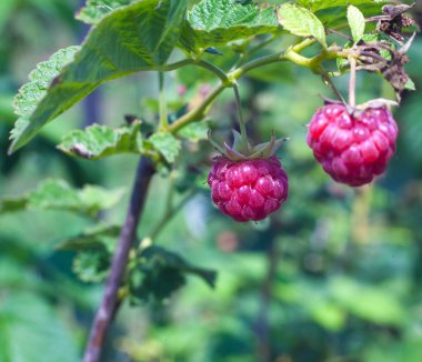 Ahududu yakın çekim açık havada