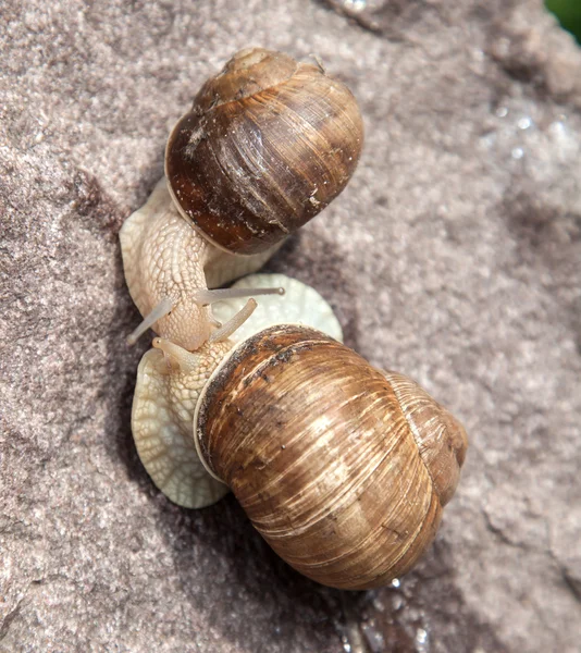 Liebe Schnecke aus nächster Nähe in der Natur — Stockfoto