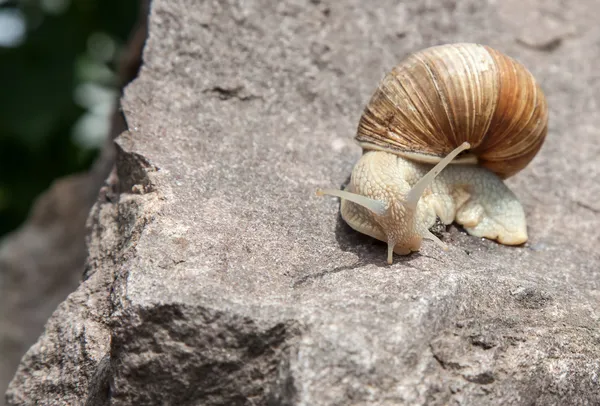 Einsame Schnecke auf Stein aus nächster Nähe in der Natur — Stockfoto