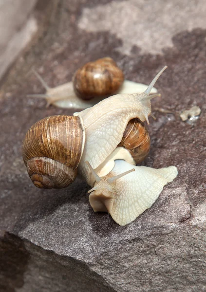 Spel snigel närbild i naturen — Stockfoto