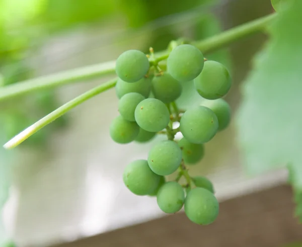 Ett gäng gröna druvor på nära håll — Stockfoto