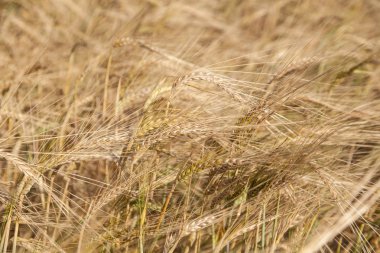 Çavdar alan doğada kapatın