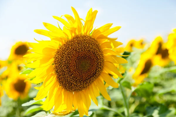 Solros närbild utomhus — Stockfoto