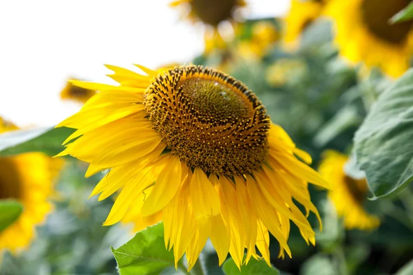 Growing sunflower close-up — Stock Photo, Image