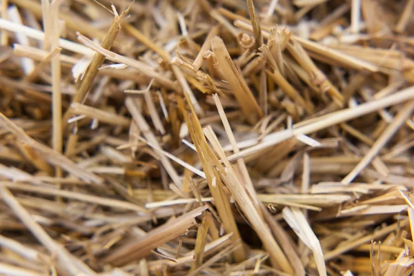 Close-up of stalk of wheat — Stock Photo, Image
