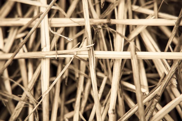 Close-up branch of wheat — Stock Photo, Image