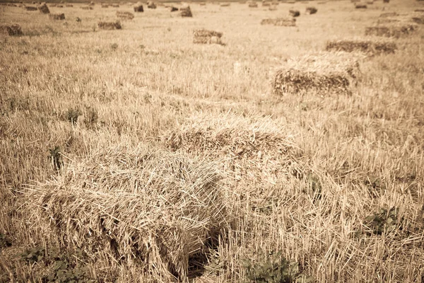 Campo de trigo con pilas durante — Foto de Stock