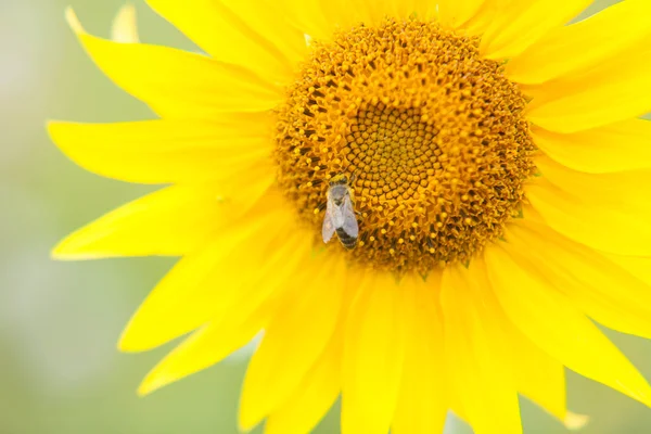 Bee verzamelt nectar van een zonnebloem — Stockfoto